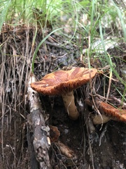 Russula senecis