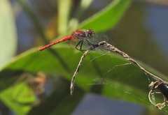 Aethriamanta nymphaeae