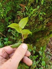 Metrosideros parkinsonii