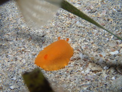 Dendrodoris