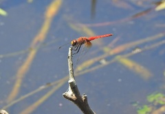 Aethriamanta nymphaeae