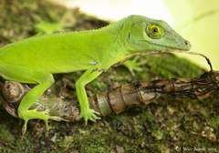 Anolis cuvieri