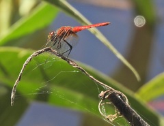 Aethriamanta nymphaeae