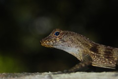 Anolis gundlachi
