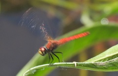 Aethriamanta nymphaeae