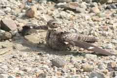 Chordeiles gundlachii