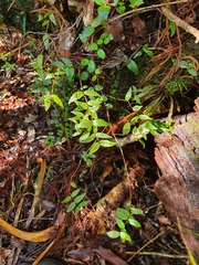 Metrosideros parkinsonii