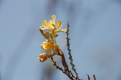 Psychilis krugii