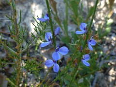 Comesperma scoparium