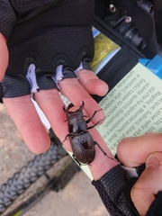 Lucanus tetraodon