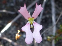 Stylidium ecorne