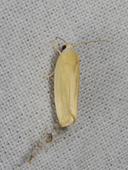 Earias chlorodes