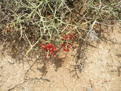 Castela stewartii