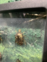 Protaetia orientalis