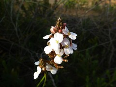 Stylidium elongatum