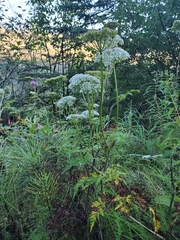 Conioselinum