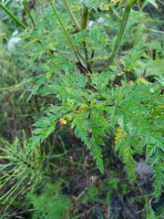 Conioselinum