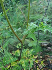 Conioselinum