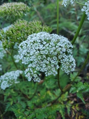 Conioselinum