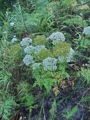 Conioselinum