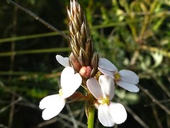 Stylidium elongatum