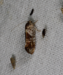 Eupselia carpocapsella