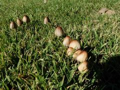 Coprinellus truncorum