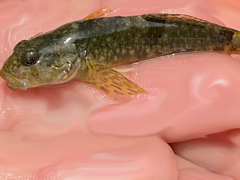 Cottus aleuticus