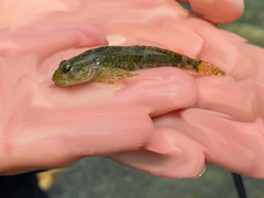 Cottus aleuticus