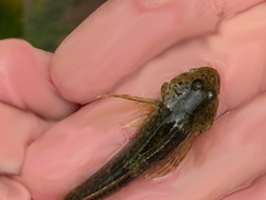 Cottus aleuticus