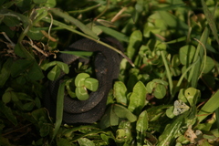 Elapognathus minor