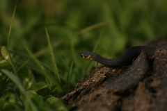 Elapognathus minor