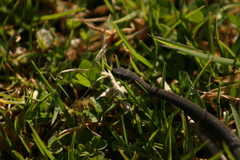 Elapognathus minor