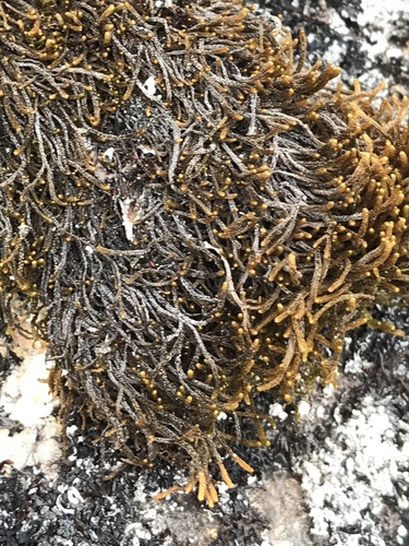 Tetralophozia