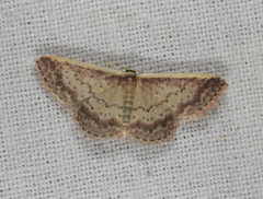 Idaea nephelota