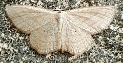 Scopula virgulata