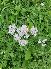 Achillea millefolium