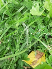 Achillea millefolium