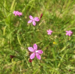 Dianthus armeria