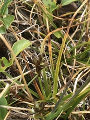 Carex pyrenaica