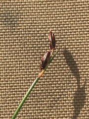 Juncus drummondii