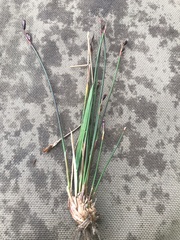 Juncus drummondii