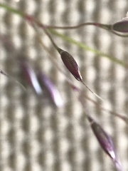 Agrostis mertensii
