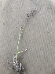 Agrostis mertensii