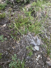 Agrostis mertensii
