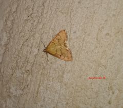 Loxomorpha flavidissimalis