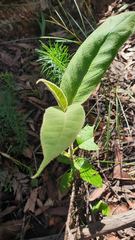 Astrotricha floccosa