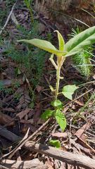 Astrotricha floccosa