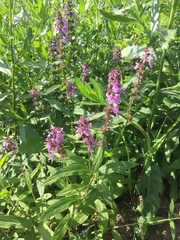 Stachys palustris