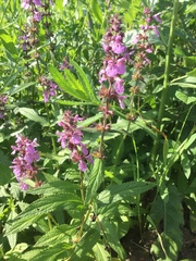 Stachys palustris